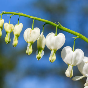 Vente Coeur de Marie blanc - Dicentra spectabilis alba