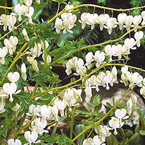 Dicentra spectabilis alba - Coeur de Marie blanc - Cœur de Marie - Dicentra