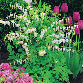 Cœur de Marie - Dicentra - Coeur de Marie blanc - Dicentra spectabilis alba