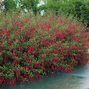 Fuchsia - Fuchsia de Magellan Riccartonii - Fuchsia magellanica Riccartonii