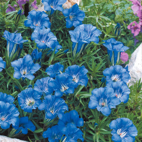 Fleurs vivaces - Gentiane chinoise d'automne - Gentiana sino-ornata