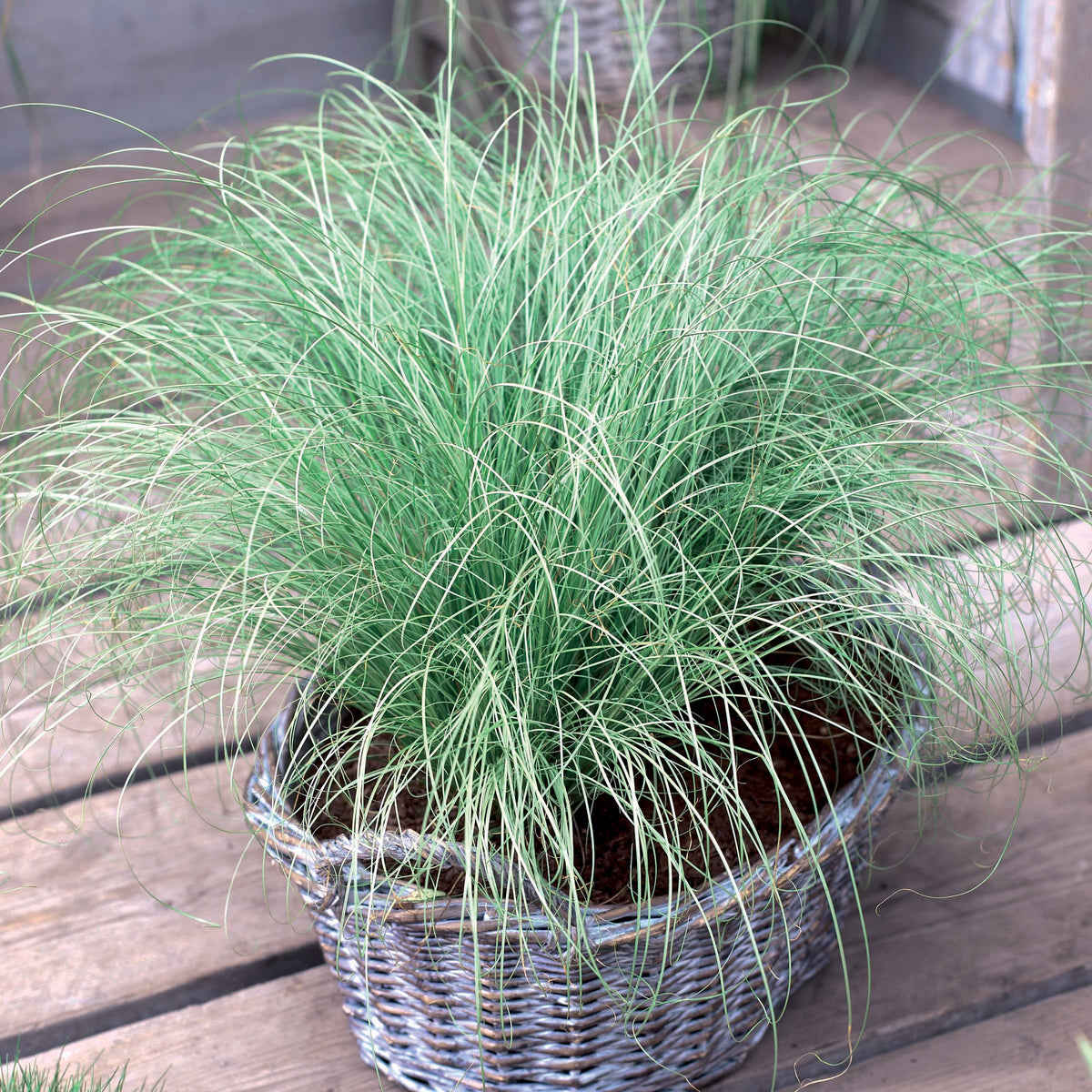 Laîche d'Oshima Evergreen- Carex Evergreen - Carex oshimensis evergreen - Plantes