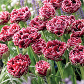 7 Tulipes à fleurs de pivoine Dream Touch - Willemse