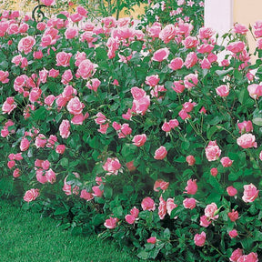 Vente Rosier Queen Elisabeth - Rosa Queen Elisabeth
