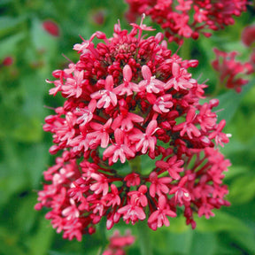Centranthus ruber coccineus - Valériane rouge - Valériane