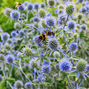Eryngium planum - Panicaut à feuilles planes - Panicaut