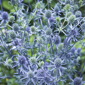 Panicaut - Panicaut à feuilles planes - Eryngium planum