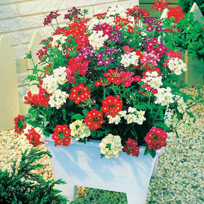 Verveines à grandes fleurs en mélange - Glandularia - Willemse