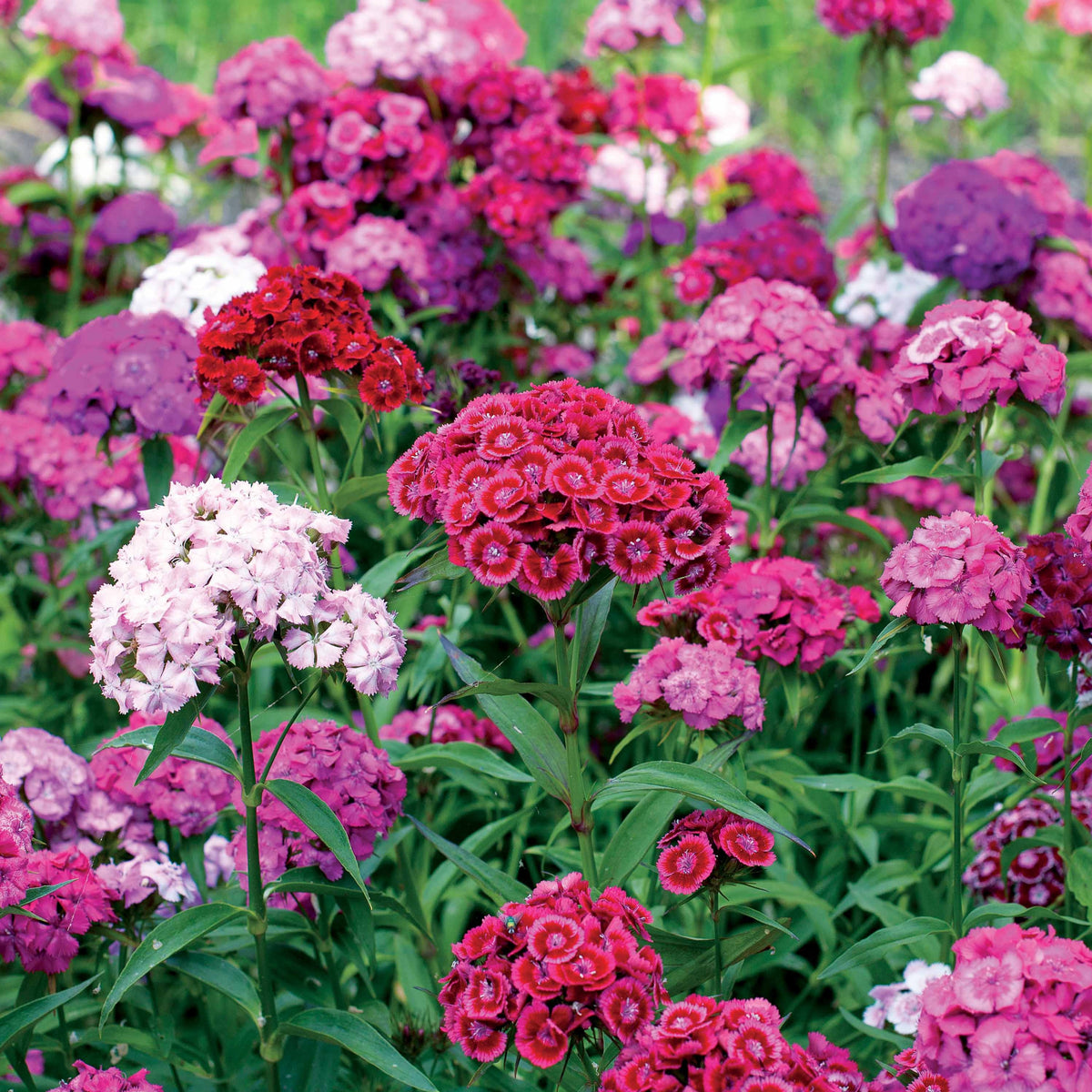 Graines d'oeillets de poète en mélange - Dianthus barbatus - Graines de fleurs