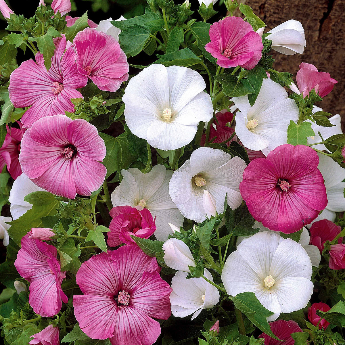 Lavatères à grandes fleurs en mélange - Lavatera trimestris - Graines de fleurs