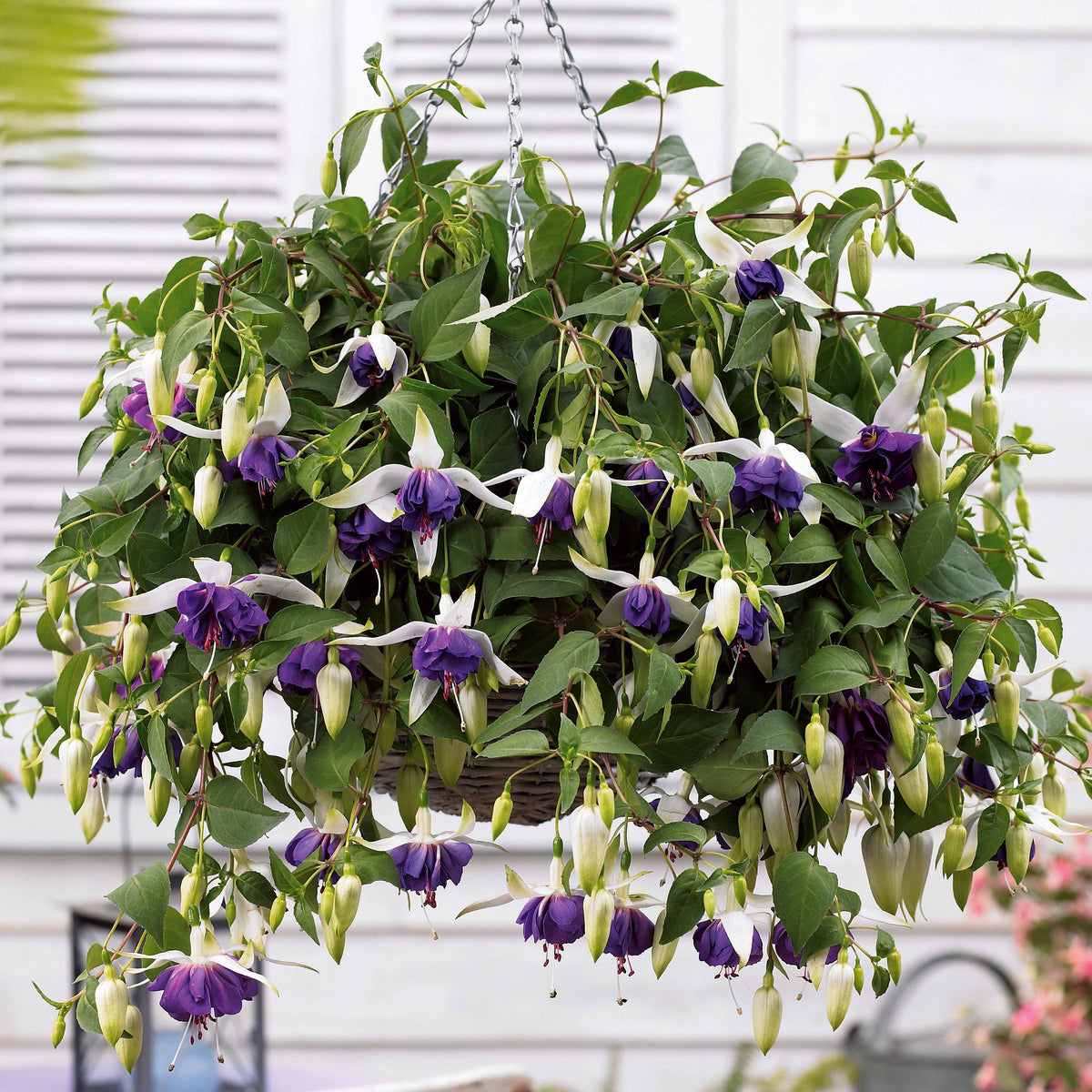 6 Fuchsias retombants en mélange - Fuchsia Bicentennial, Blue Angel, Swingtime - Plantes vivaces