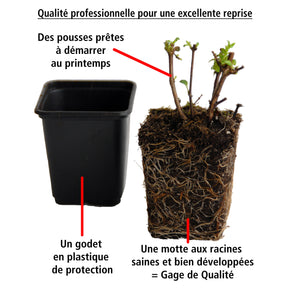 Vente 6 Fuchsias en mélange