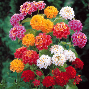 Lantana camara - 3 Lantanas en mélange - Arbustes