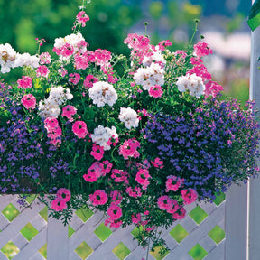 3 Vivaces couleurs pastel en mélange - Verbena, pelargonium zonale, lobelia erinus - Plantes