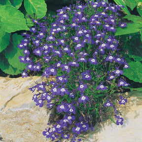 3 Vivaces couleurs pastel en mélange - Verbena, pelargonium zonale, lobelia erinus - Plantes vivaces