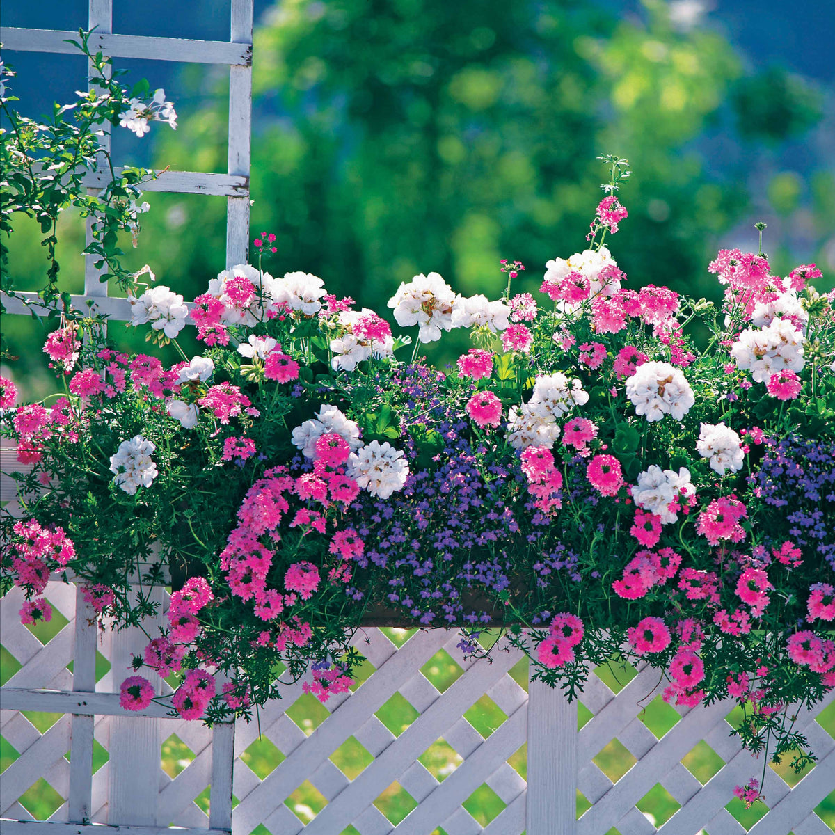 3 Vivaces couleurs pastel en mélange - Verbena, pelargonium zonale, lobelia erinus