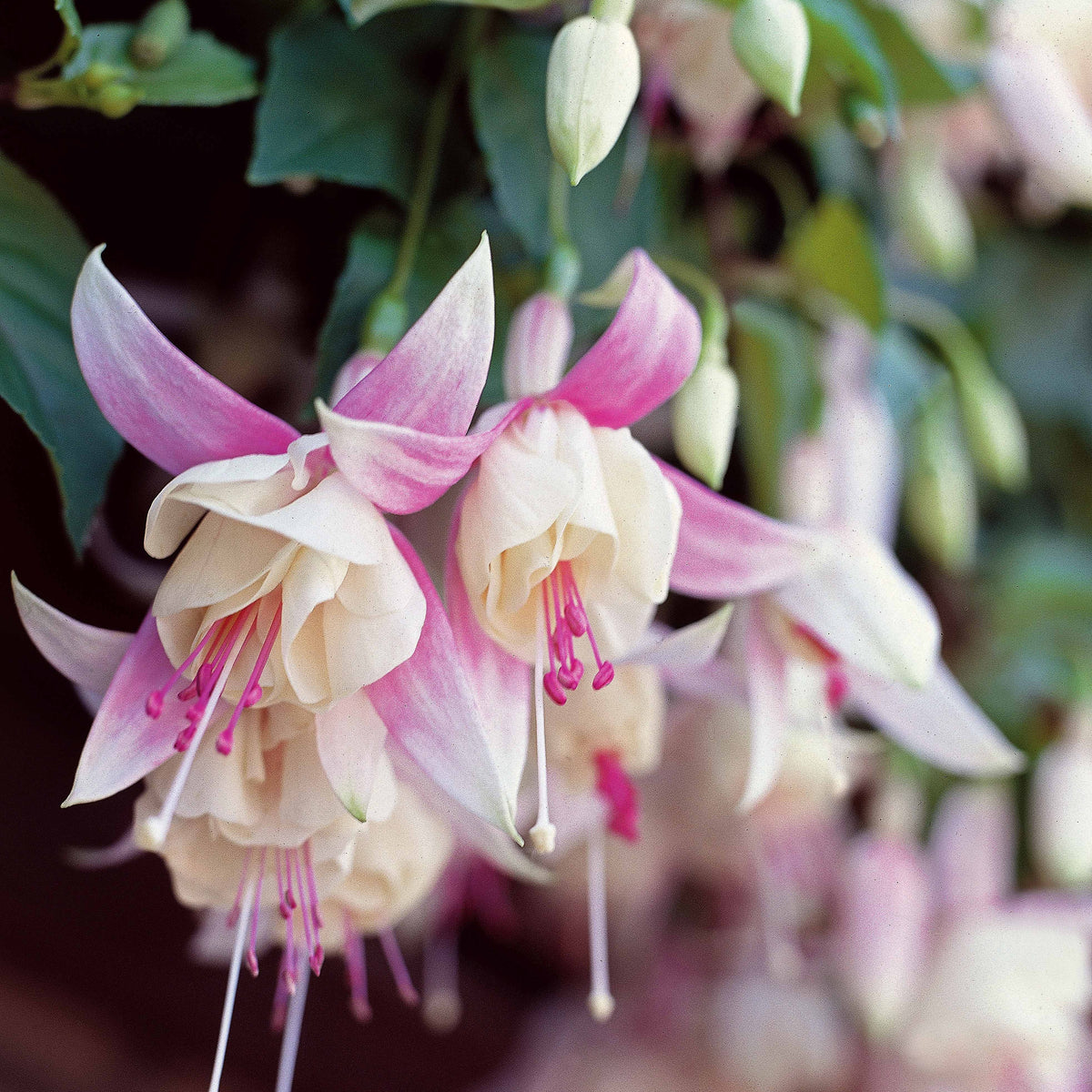 6 Fuchsias résistants au gel en mélange - Willemse