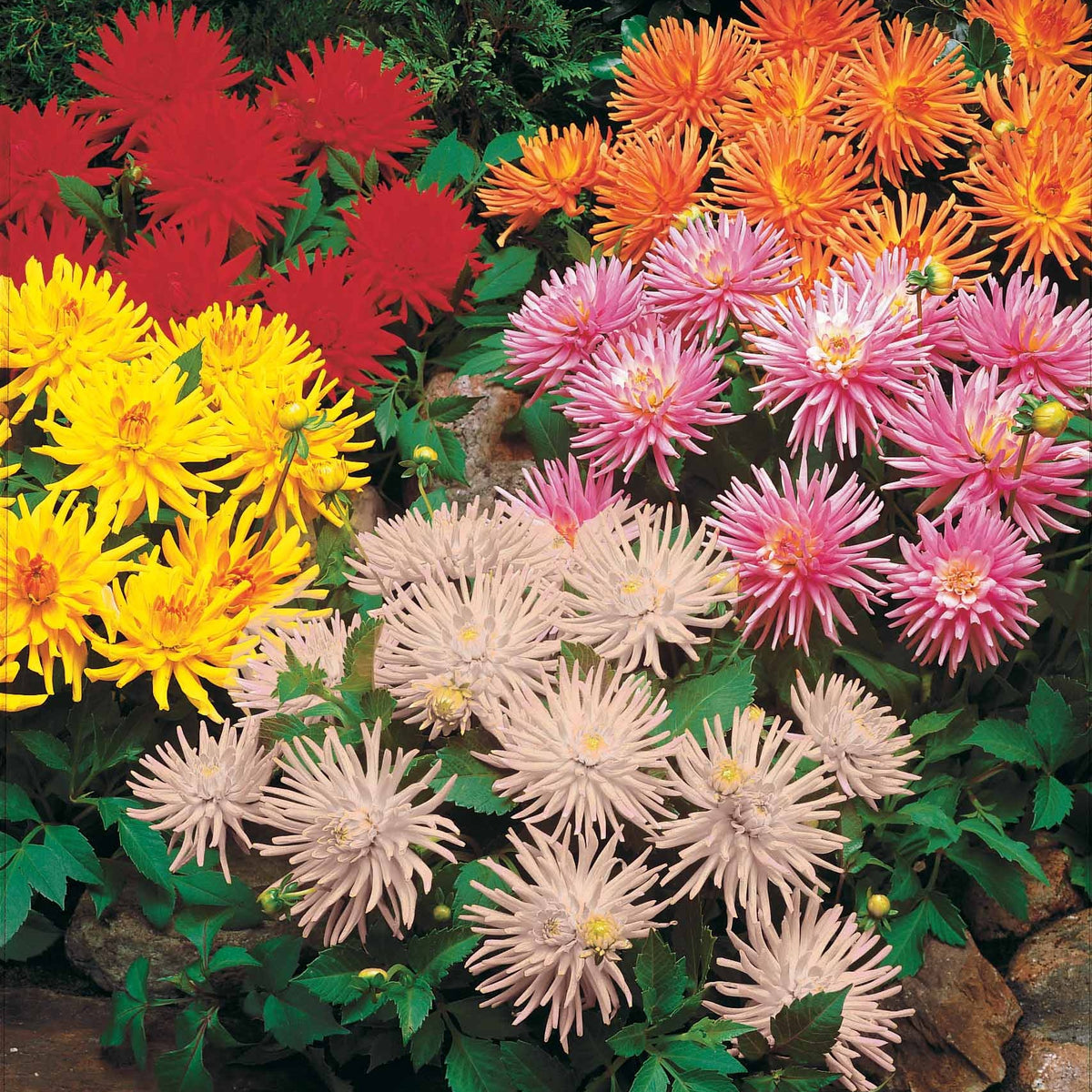 5 Dahlias cactus nains en mélange - Dahlia park princess, white happiness, vrouwe jaco - Plantes