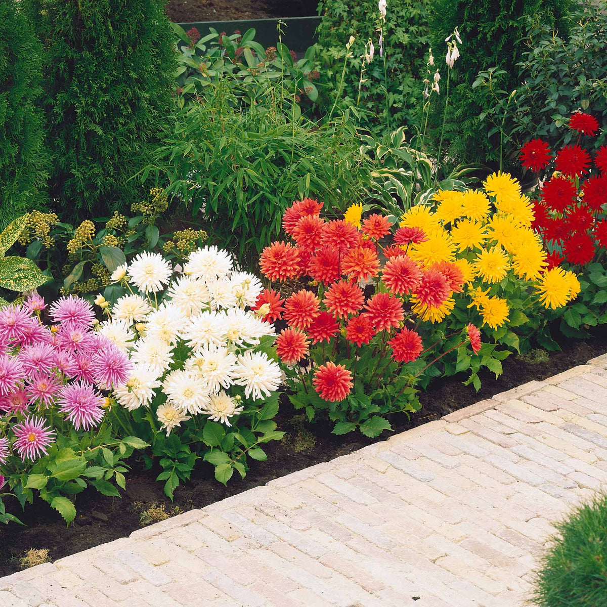 5 Dahlias cactus nains en mélange - Dahlia park princess, white happiness, vrouwe jaco - Bulbes à fleurs