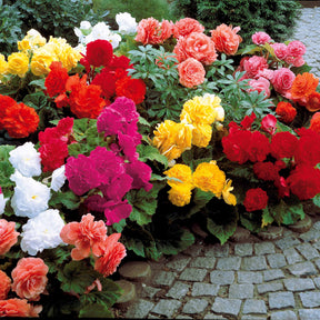 Bégonias doubles en mélange - Begonia tuberhybrida - Willemse