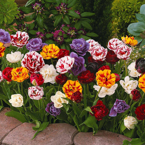 20 Tulipes à fleurs de pivoine en mélange - Willemse