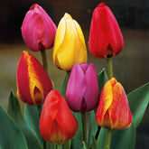 30 Tulipes Darwin en mélange - Willemse