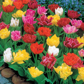 60 Tulipes doubles Murillo en mélange - Willemse