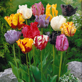 15 Tulipes perroquet en mélange - Willemse