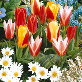 20 Tulipes botaniques en mélange - Willemse