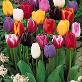20 Tulipes tardives en mélange - Willemse