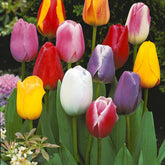 20 Tulipes tardives en mélange - Willemse