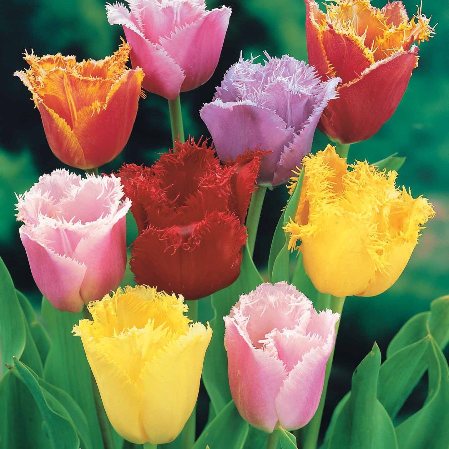 20 Tulipes frangées en mélange - Willemse