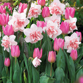 Collection de 15 Narcisses Replete et Tulipes Candy Prince - Willemse