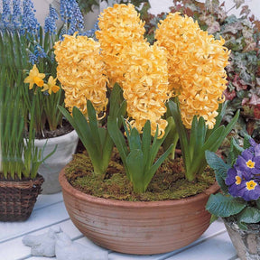 Collection de 9 Jacinthes : Gipsy Queen, Woodstock, City of Haarlem - Hyacinthus orientalis 'gipsy queen', 'woodstock',