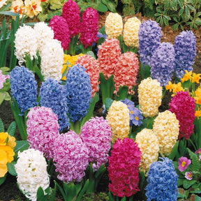 Jacinthes en mélange - Hyacinthus