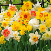 Narcisses en mélange - Willemse