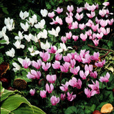5 Cyclamens de Naples en mélange - Willemse