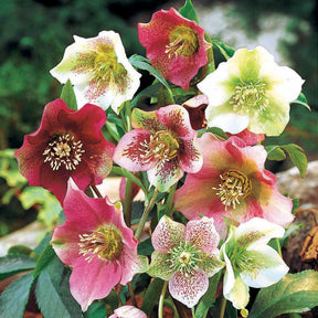 3 Hellébores d'Orient en mélange - Helleborus orientalis - Willemse