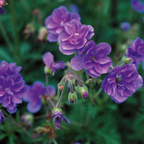 Geranium pratense double jewel, himalayense birch - 3 Géraniums doubles en mélange - Géraniums vivaces