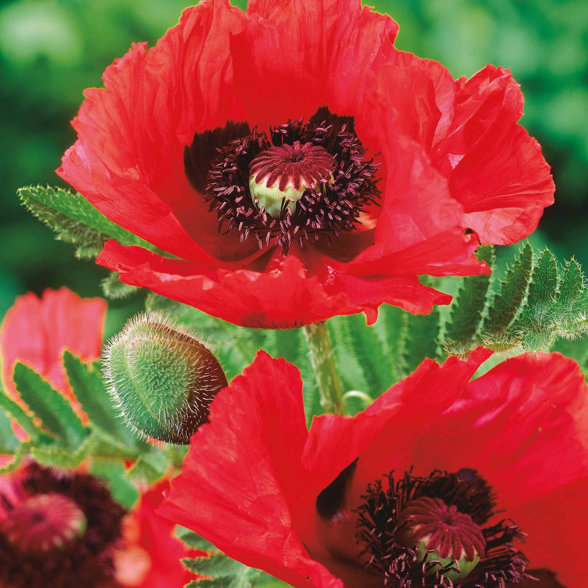 3 Pavots d'Orient rouge - Willemse