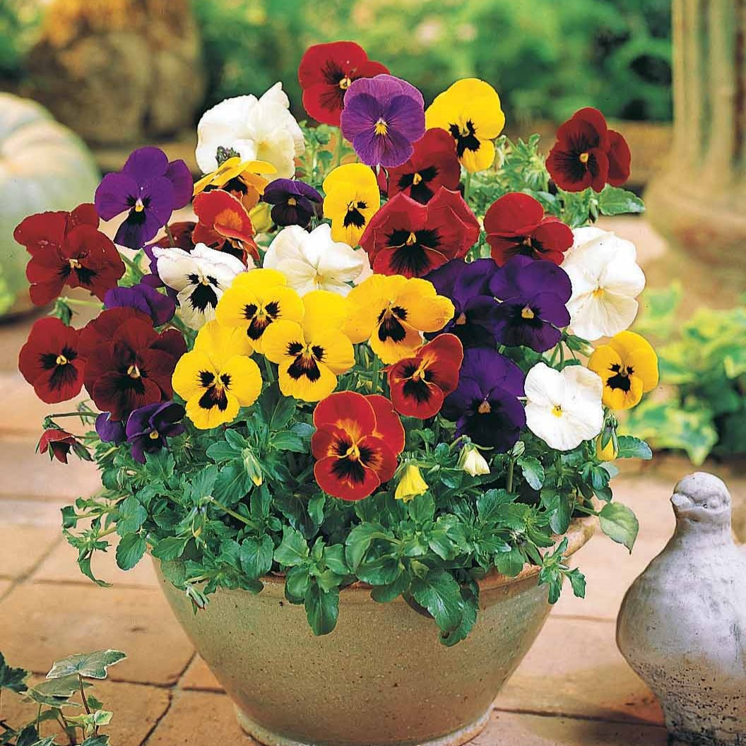 3 Pensées géantes de Suisse en mélange - Willemse