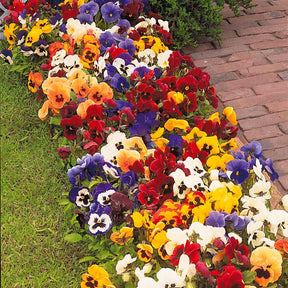 3 Pensées géantes de Suisse en mélange - Viola x wittrockiana géantes de suisse - Willemse