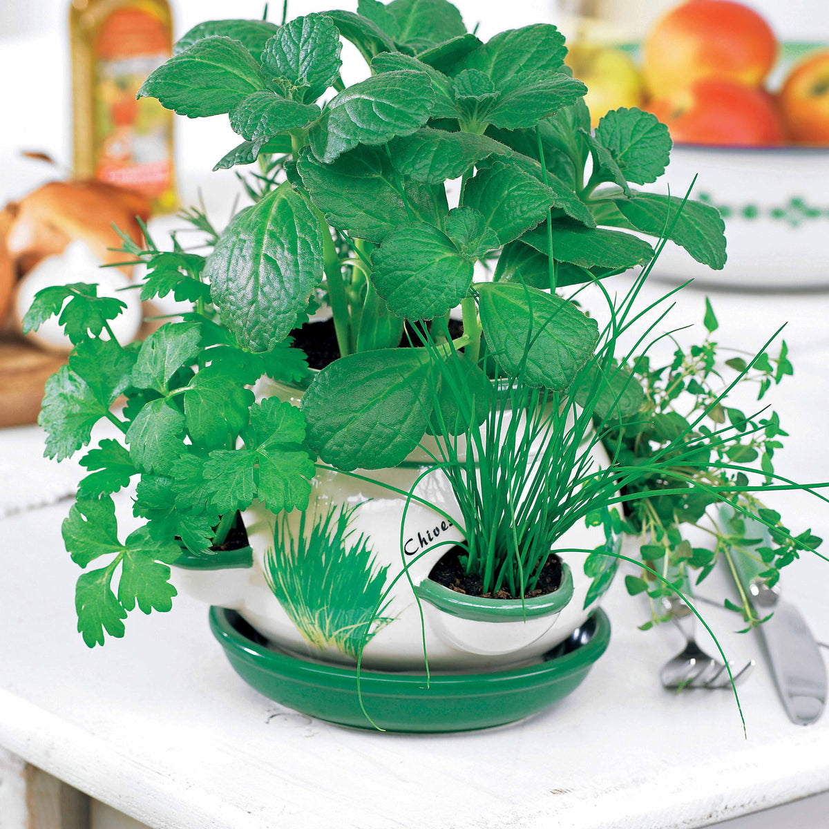 Pot d'aromatiques - Willemse