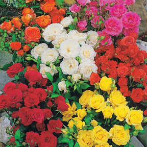 10 Rosiers polyantha pour massif en mélange - Rosa polyantha - Willemse