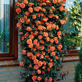 Rosa 'métanoia', 'musimara', 'indigoletta' - Collection de 3 Rosiers grimpants : Métanoïa, Musimara, Indigoletta - Collections de rosiers