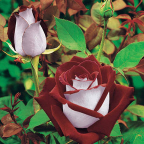 Collection de 3 Rosiers buissons : Osiria, Famosa, Double Delight - Rosa 'osiria', 'famosa','double delight'