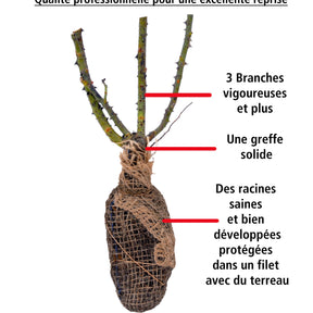Collection de 3 Rosiers buissons : Osiria, Famosa, Double Delight - Rosa 'osiria', 'famosa','double delight'
