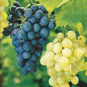 Collection de 2 Vignes : Muscat de Hambourg et Chasselas de Fontainebleau - Willemse