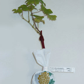 Vente Collection de 4 vignes