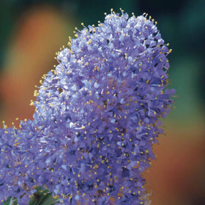Céanothes - Lilas de Californie - Céanothe Victoria - Lilas de Californie - Ceanothus impressus Victoria